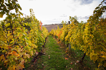 Fototapeta na wymiar Beautiful landscape of the ripe autumn vineyards