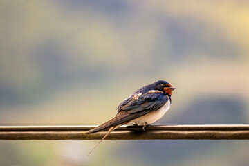 Barn swallow resting on electric cable