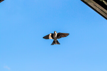Barn swallow with open wings during flight