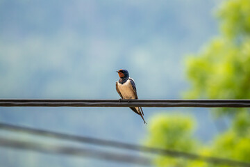 Barn swallow on electric cable