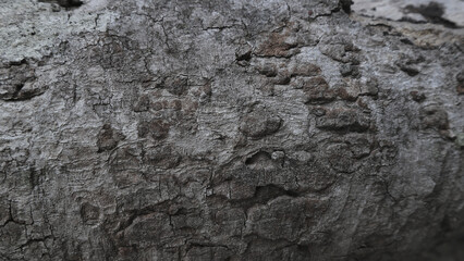 wood texture with natural pattern for background.