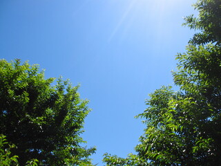 It is the sky and a tree with sunlight