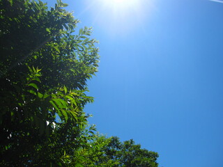 It is the sky and a tree with sunlight