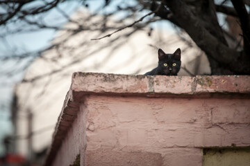 Curious stray black cat, standing at the top of a wall, looking and staring at the camera with its green eyes.