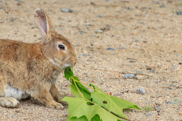 大久野島のうさぎ　広島県竹原市　
Rabbits Okunojima Island Hiroshima Takehara city