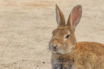 大久野島のうさぎ　広島県竹原市　
Rabbits Okunojima Island Hiroshima Takehara city