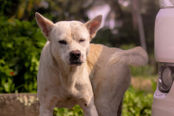 Lazy White Dog Mocking to The Camera