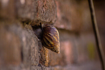 Obraz premium a Depth of Field Photo of a Big Snail in it's Shell