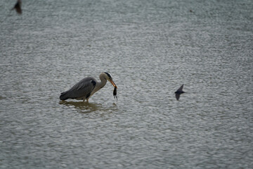 Grey heron Ardea cinerea long legged predatory wading bird heron fishing eating bird