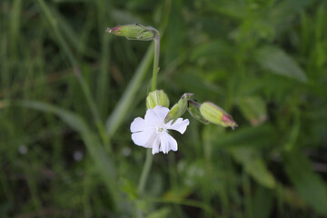 white wild flower