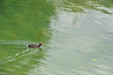 Eurasian Coot Chick on the water