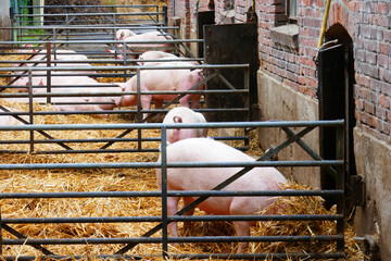 schweine in offenstallhaltung
