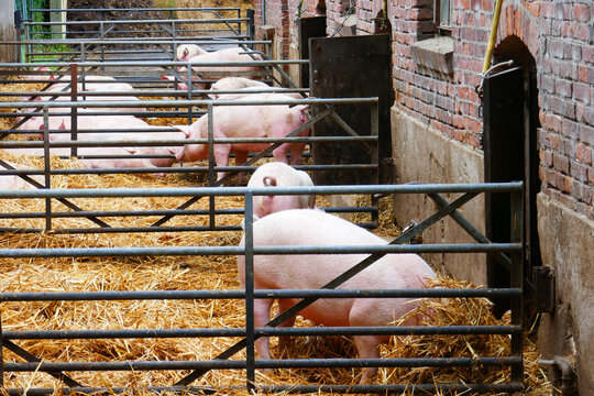 schweine in offenstallhaltung