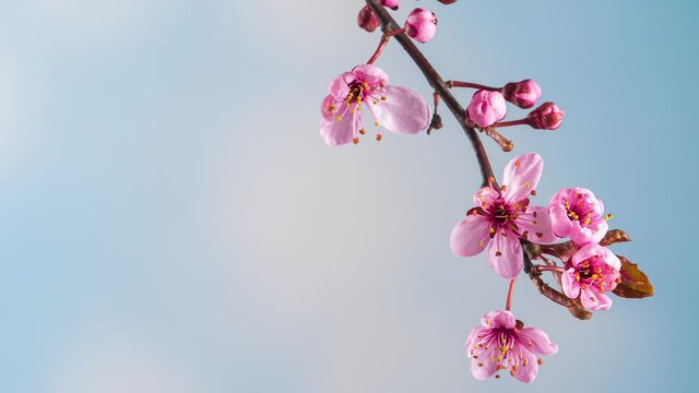 Time Lapse of blossoming branch with pink Cherry blossom flowers. Time-lapse spring tree branch with flowers and buds, against blue sky background. Stick tree branch springtime.