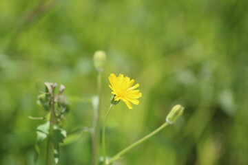 Flor amarilla diente de león