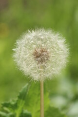 Diente de león 3