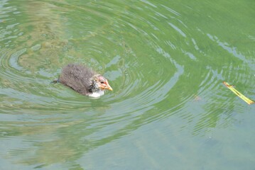 A Eurasion Coot Chick on a pond in Surrey.