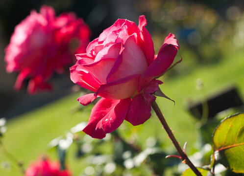 blooming red rose flower buds in the garden