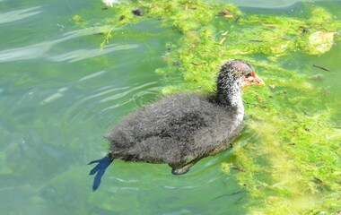 A Eurasion Coot Chick on a pond in Surrey.