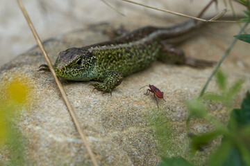 Sand lizard Lacerta agilis Reptile Close up Portrait Clear