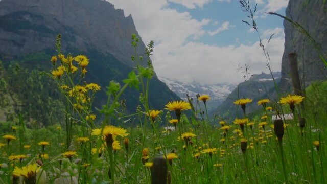 Slow dolly shot of beautiful swiss landscape of blooming flowers and snow covered mountains