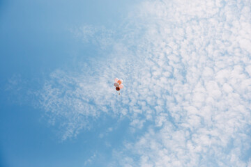 Fototapeta na wymiar Bunch of pink balloons with helium set free up in the sky, on white clouds, blue sky background.
