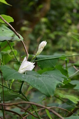 white flower in the garden