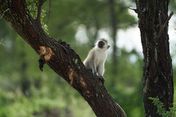 Vervet monkey Chlorocebus pygerythrus Old World monkey of the family Cercopithecidae Africa Portrait