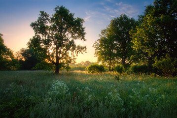 Fototapeta na wymiar Natural background. Summer. Warm sunrise. Beautiful place in meadow among forest. High grass and trees.