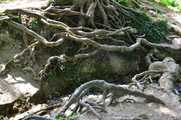 Tree roots at a pond in Surrey.