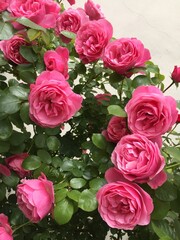 rose, kwiat, czerwień, jardin, charakter, roz, roślin, beuty, kocham, piękne, bukiet, zieleń, kwiatowy, lato, flora, romans, feuille, busz, barwa, valentine