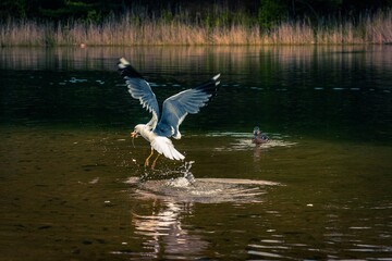 seagull in flight