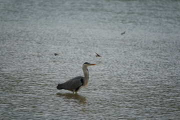 Grey heron Ardea cinerea long legged predatory wading bird heron fishing eating bird