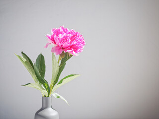 Pink peony is in a gray vase on a gray background. Drops of water are on the flower petals.