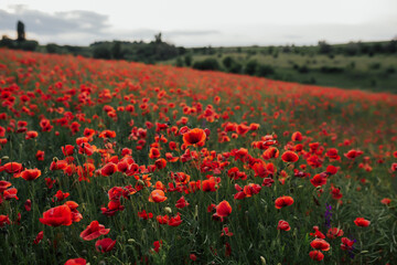 Landscape with poppy field. Red poppies. 
