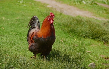 Cock - Rooster, symbol of New 2017 - according to Chinese calendar fiery red rooster. For festive...