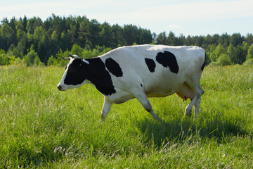 Dairy cows in the pasture