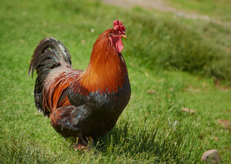 Cock - Rooster, symbol of New 2017 - according to Chinese calendar fiery red rooster. For festive background with bird-symbol of coming of new year. Symbol of year. The rural scene on sunny day