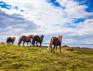 Fototapeta na wymiar Herd of horses
