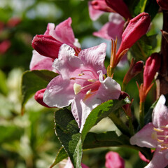 roslina krzew o rozowych kwiatostanach o nazwie krzewuszka cudowna rosnacy w parkach i ogrodach w...