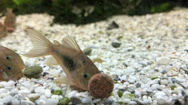 Metallpanzerwelse, Wels im Aquarium
