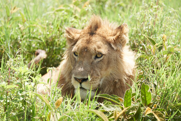 A Young Lion in the morning sun of Ngorongoro crater Serengeti