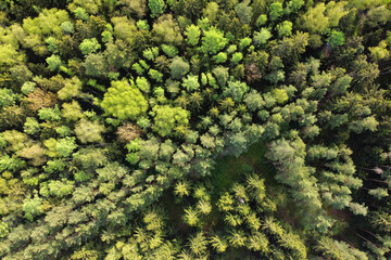 Aerial shot of summer forest landscape, top view of trees