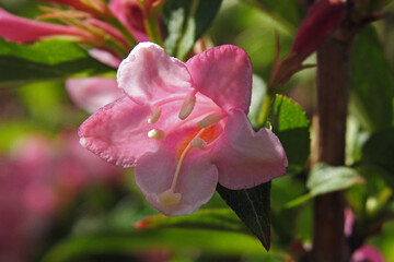 roslina krzew o rozowych kwiatostanach o nazwie krzewuszka cudowna rosnacy w parkach i ogrodach w miescie bialystok na podlasiu w polsce