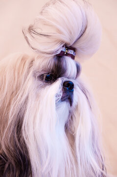 Shih Tzu Show Class Dog