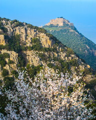 Fototapeta na wymiar The Nimrod Fortress - remains of a medieval Ayyubid castle located on the southern slopes of Mount Hermon, overlooking the Golan Heights, with blossoming almond tree in the foreground; Northern Israel