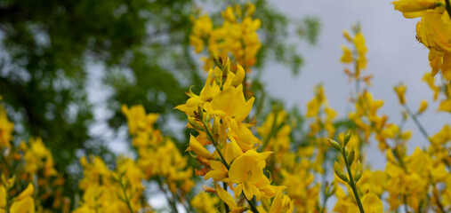  Background from yellow acacia flowers. The background is partially defocused. Bokeh Horizontal format. Banner.