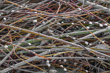 background of natural willow branches and cuts with buds
