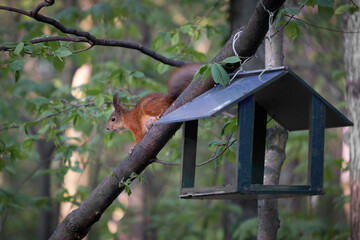 Squirrel in the forest at a bird feeder