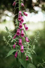 Close up flower Digitalis thapsi
